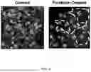Fig. 09 - IN VITRO MODEL DEVICE FOR PLACENTAL BARRIER