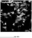 Fig. 14 - IN VITRO MODEL DEVICE FOR PLACENTAL BARRIER