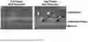 Fig. 17 - IN VITRO MODEL DEVICE FOR PLACENTAL BARRIER