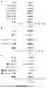 Fig. 11 - CYTOPLASMIC INCOMPATIBILITY FACTORS AND METHODS FOR CONTROLLING ANTHROPODS