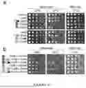 Fig. 17 - CYTOPLASMIC INCOMPATIBILITY FACTORS AND METHODS FOR CONTROLLING ANTHROPODS