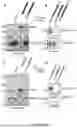Fig. 22 - CYTOPLASMIC INCOMPATIBILITY FACTORS AND METHODS FOR CONTROLLING ANTHROPODS
