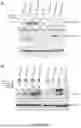 Fig. 23 - CYTOPLASMIC INCOMPATIBILITY FACTORS AND METHODS FOR CONTROLLING ANTHROPODS