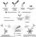 Fig. 01 - PROTONATED pH RESPONSIVE POLYMER ENCAPSULATION OF BISPECIFIC ANTIBODIES AND CYTOKINES