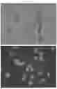 Fig. 07 - COMPOSITE DRUG PARTICLES AND USES THEREOF
