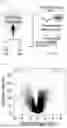 Fig. 02 - METHOD FOR SUPPRESSING CANCER METASTASIS THROUGH ALTERATION OF ADHESION DEPENDENCE OF CANCER CELLS