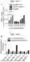 Fig. 49 - COMPOSITIONS AND METHODS FOR TREATING CANCER AND BIOMARKERS TO DETECT CANCER STEM CELL REPROGRAMMING AND PROGRESSION
