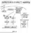 Fig. 12 - COMPOSITIONS AND METHODS FOR ENHANCING ADOPTIVE T CELL THERAPEUTICS