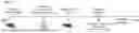 Fig. 27 - COMPOSITIONS AND METHODS FOR ENHANCING ADOPTIVE T CELL THERAPEUTICS