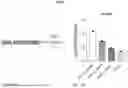 Fig. 37 - COMPOSITIONS AND METHODS FOR ENHANCING ADOPTIVE T CELL THERAPEUTICS