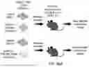 Fig. 62 - COMPOSITIONS AND METHODS FOR ENHANCING ADOPTIVE T CELL THERAPEUTICS