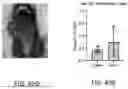 Fig. 65 - COMPOSITIONS AND METHODS FOR ENHANCING ADOPTIVE T CELL THERAPEUTICS