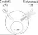 Fig. 01 - CHIMERIC RECEPTOR PROTEINS AND USES THEREOF