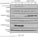 Fig. 06 - CHIMERIC RECEPTOR PROTEINS AND USES THEREOF