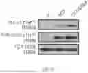 Fig. 07 - CHIMERIC RECEPTOR PROTEINS AND USES THEREOF
