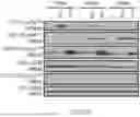 Fig. 28 - CHIMERIC RECEPTOR PROTEINS AND USES THEREOF
