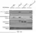 Fig. 40 - CHIMERIC RECEPTOR PROTEINS AND USES THEREOF