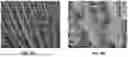 Fig. 07 - TISSUE SCAFFOLD
