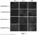Fig. 08 - TISSUE SCAFFOLD