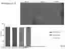 Fig. 07 - SARS-CoV-2 inhibitors - artificial compounds