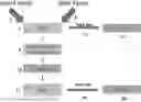 Fig. 01 - Bio-based, biodegradable compositions and articles made therefrom