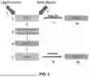Fig. 03 - Bio-based, biodegradable compositions and articles made therefrom