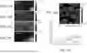 Fig. 09 - Nano-Mechanical Infrared Spectroscopy System and Method Using Gated Peak Force IR