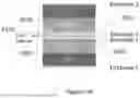 Fig. 23 - Piezo electrophoretic display