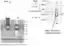 Fig. 06 - AIRGAP SPACER AND LOCAL INTERCONNECT CONFIGURATION WITH DIRECT BACKSIDE CONTACT