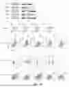 Fig. 30 - UNIVERSAL CHIMERIC ANTIGEN RECEPTOR T-CELL AND APPLICATION THEREOF