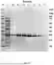 Fig. 03 - TRYPSIN-LIKE SERINE PROTEASES AND USES THEREOF