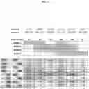 Fig. 04 - SPLIT MODIFIED DEHALOGENASE VARIANTS