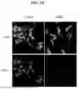 Fig. 149 - SPLIT MODIFIED DEHALOGENASE VARIANTS