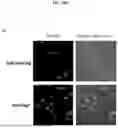 Fig. 33 - SPLIT MODIFIED DEHALOGENASE VARIANTS