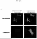 Fig. 35 - SPLIT MODIFIED DEHALOGENASE VARIANTS