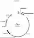 Fig. 02 - MATERIALS AND METHODS FOR TREATMENT OF ALPHA-1 ANTITRYPSIN DEFICIENCY