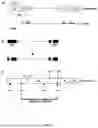 Fig. 06 - Factor VIII Molecules and Their Use