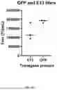 Fig. 18 - Factor VIII Molecules and Their Use