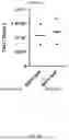 Fig. 20 - Factor VIII Molecules and Their Use