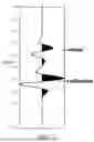 Fig. 08 - METHOD AND APPARATUS FOR SOURCE WAVELET ESTIMATION