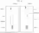Fig. 08 - METHOD AND APPARATUS FOR PREDICTING A VEHICLE COLLISION WITH A SURROUNDING OBJECT