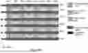 Fig. 167 - 3D SEMICONDUCTOR DEVICE AND STRUCTURE WITH LOGIC AND MEMORY