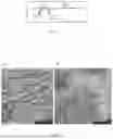 Fig. 07 - ELECTROCHEMICAL SENSOR FOR THE MEASUREMENT OF GLUCOSE CONCENTRATION