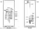 Fig. 80 - USER INTERFACE FOR CONCENTRIC INTERVENTIONAL DEVICES