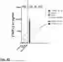 Fig. 67 - MICROORGANISMS PROGRAMMED TO PRODUCE IMMUNE MODULATORS AND ANTI-CANCER THERAPEUTICS IN TUMOR CELLS