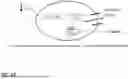 Fig. 74 - MICROORGANISMS PROGRAMMED TO PRODUCE IMMUNE MODULATORS AND ANTI-CANCER THERAPEUTICS IN TUMOR CELLS