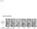 Fig. 30 - METHOD FOR PRODUCING IMMUNE CELL COMPOSITION