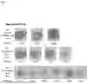 Fig. 38 - METHOD FOR PRODUCING IMMUNE CELL COMPOSITION