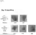 Fig. 44 - METHOD FOR PRODUCING IMMUNE CELL COMPOSITION