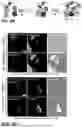 Fig. 14 - NOVEL COMPOUNDS PHOTO-CROSSLINKED BY VISIBLE LIGHT AND USES THEREOF